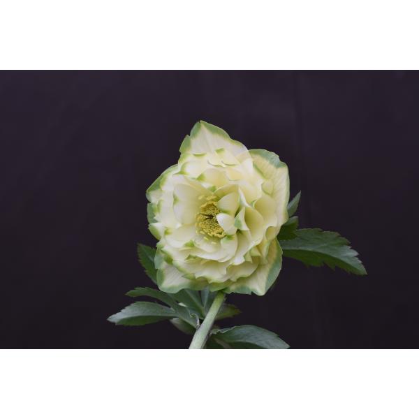 クリスマスローズ開花苗　多弁グリーンリップ クリスマスローズ開花株 DD多弁咲き系グリーンリップ 481 現品限り