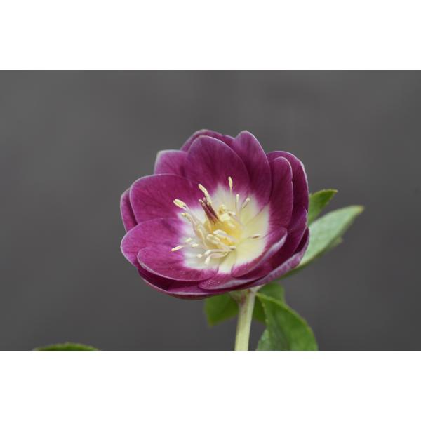 クリスマスローズ開花株 DDグロッシー紅白ホワイトエッジ 463 現品限り