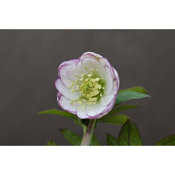 クリスマスローズ開花株 DDレッドエンジェル 479 現品限り : 金井園芸