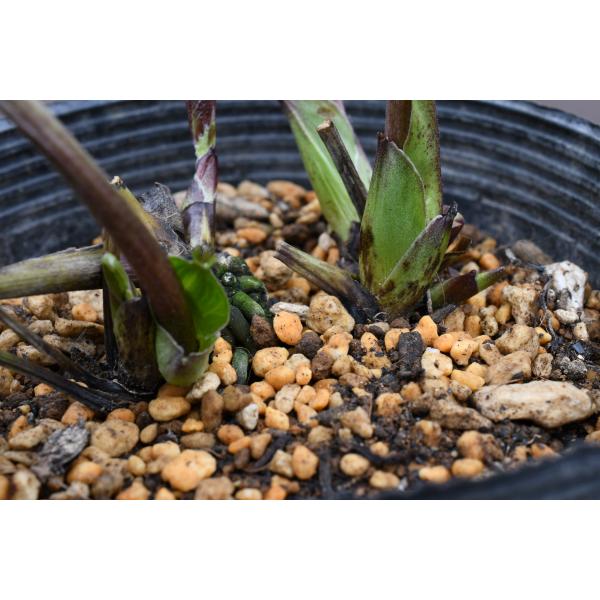 クリスマスローズ開花株 DDレッドエンジェル 479 現品限り : 金井園芸