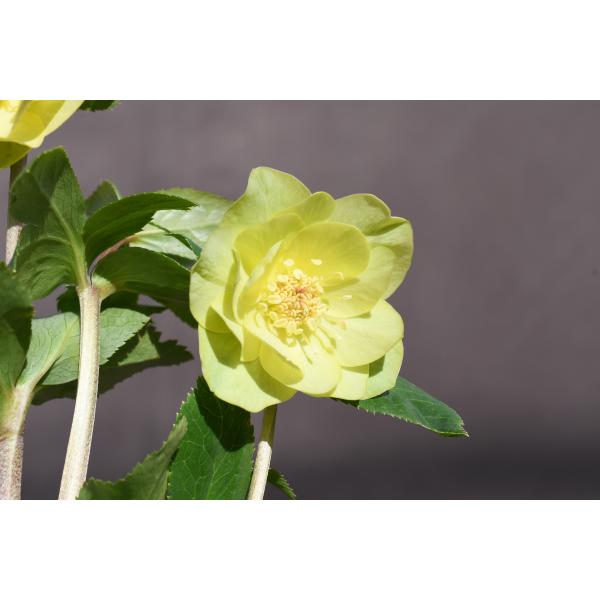 クリスマスローズ開花株 DDメロンゴールド 488 現品限り : 金井園芸