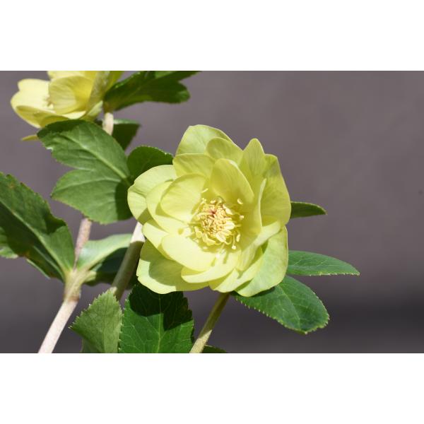 クリスマスローズ開花株 DDメロンゴールド 488 現品限り : 金井園芸