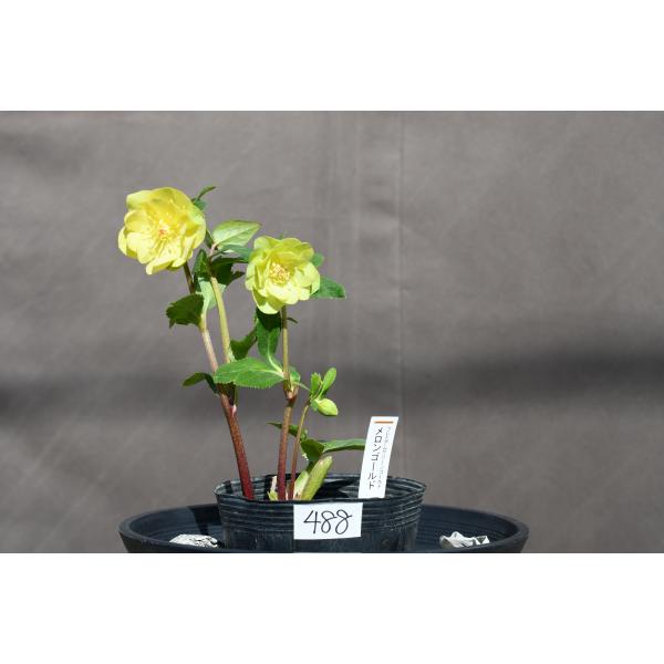 クリスマスローズ開花株 DDメロンゴールド 488 現品限り : 金井園芸