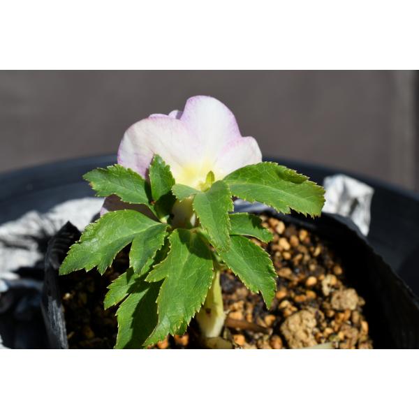 クリスマスローズ開花株 DDリバーシブルゴールドレッドミストブロッチ