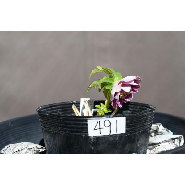 クリスマスローズ開花株 DDリバーシブルゴールドレッドミストブロッチ