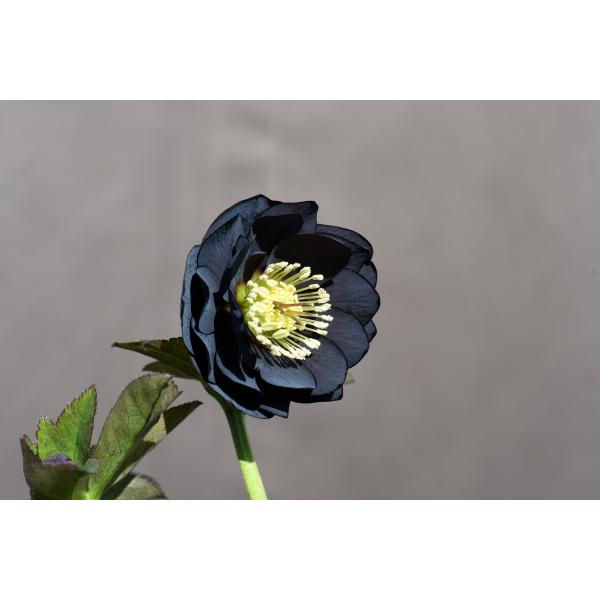 クリスマスローズ開花株 DD美黒姫 495 現品限り : 金井園芸 - 通販