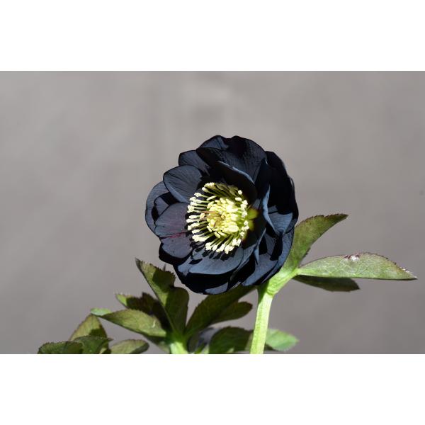 クリスマスローズ開花株 DD美黒姫 495 現品限り : 金井園芸 - 通販