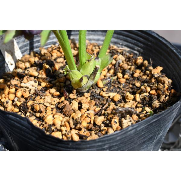 クリスマスローズ開花株 DD美黒姫 495 現品限り : 金井園芸 - 通販