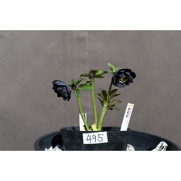 クリスマスローズ開花株 DD美黒姫 495 現品限り : 金井園芸 - 通販