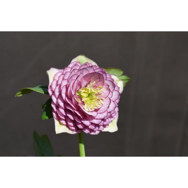 クリスマスローズ開花株 DD多弁咲きバイカラーピコティ 497 現品限り