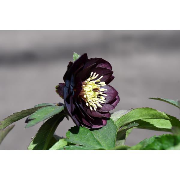 クリスマスローズ開花株 DDグロッシーカラー☆グロスダークレッド 498