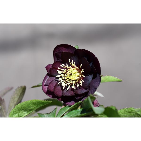 クリスマスローズ開花株 DDグロッシーカラー☆グロスダークレッド 498