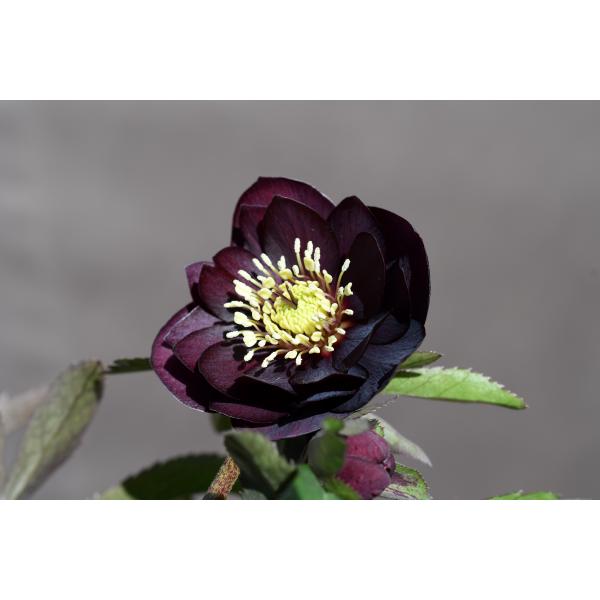 クリスマスローズ開花株 DDグロッシーカラー☆グロスダークレッド 498