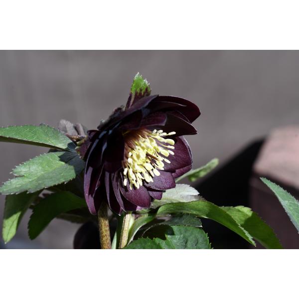 クリスマスローズ開花株 DDグロッシーカラー☆グロスダークレッド 498