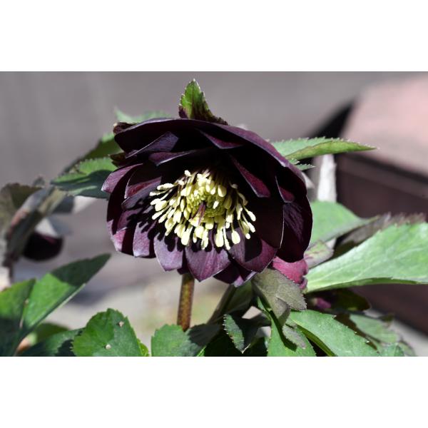 クリスマスローズ開花株 DDグロッシーカラー☆グロスダークレッド 498