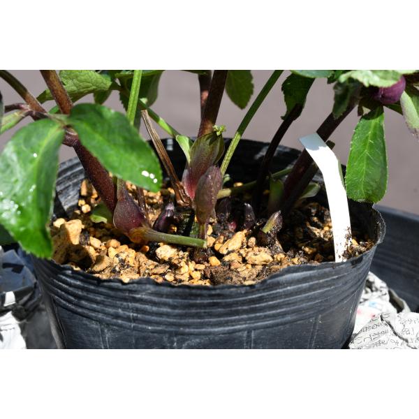 クリスマスローズ開花株 DDグロッシーカラー☆グロスダークレッド 498