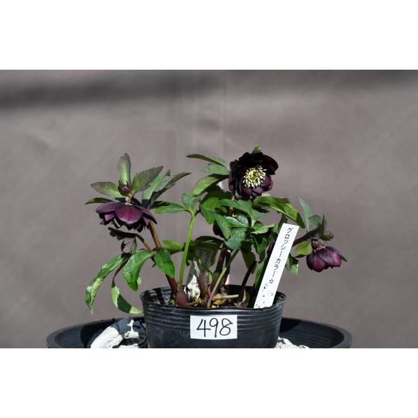 クリスマスローズ開花株 DDグロッシーカラー☆グロスダークレッド 498