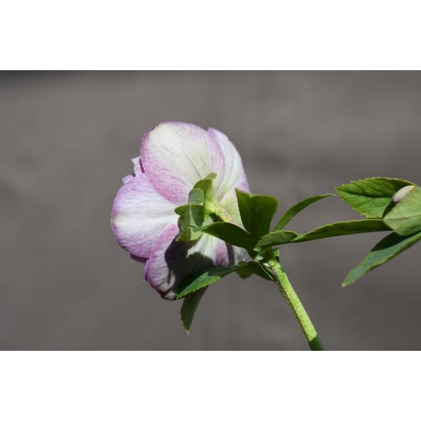 クリスマスローズ開花株 DD多弁咲き系リバーシブルレッドホワイト