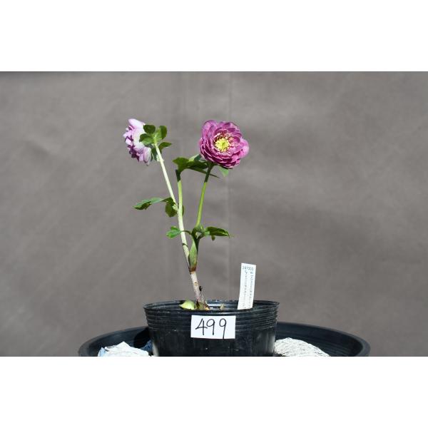 クリスマスローズ開花株 DD多弁咲き系リバーシブルレッドホワイト