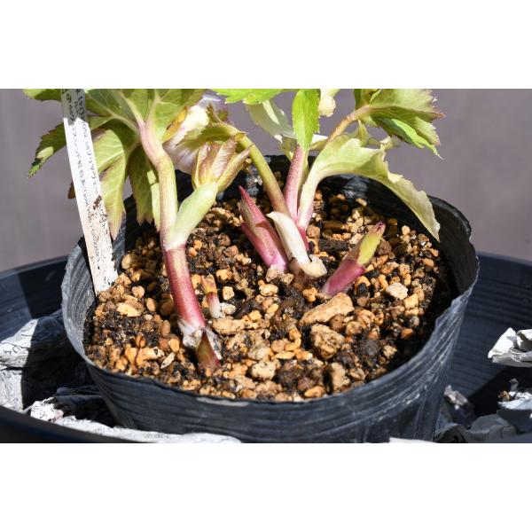 クリスマスローズ開花株 SDプリマヴェーラピンクゴールド 504 現品限り