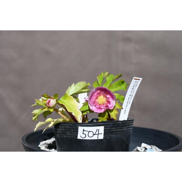 広瀬園芸　ピンクゴールドSD　クリスマスローズ開花株 クリスマスローズ開花株 SDプリマヴェーラピンクゴールド 504 現品限り