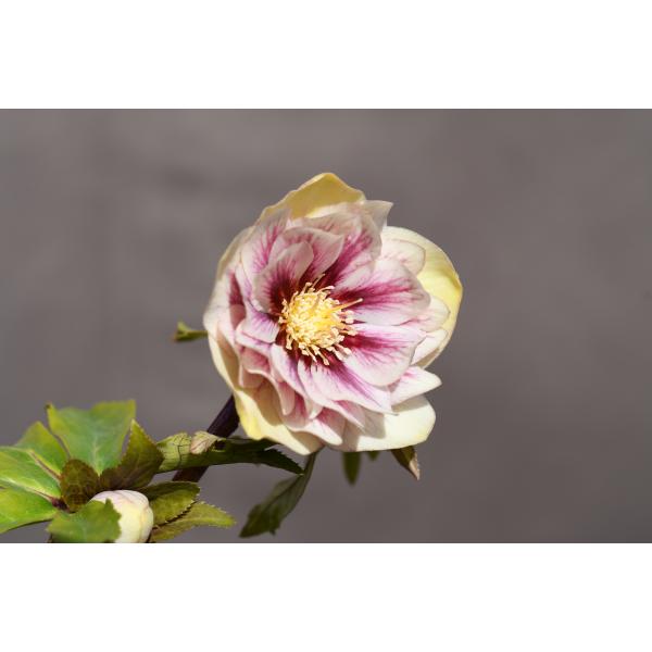 開花3蕾7　ddゴールド濃フラッシュ　クリスマスローズ クリスマスローズ開花株 DDプリマヴェーラゴールド 505 現品限り