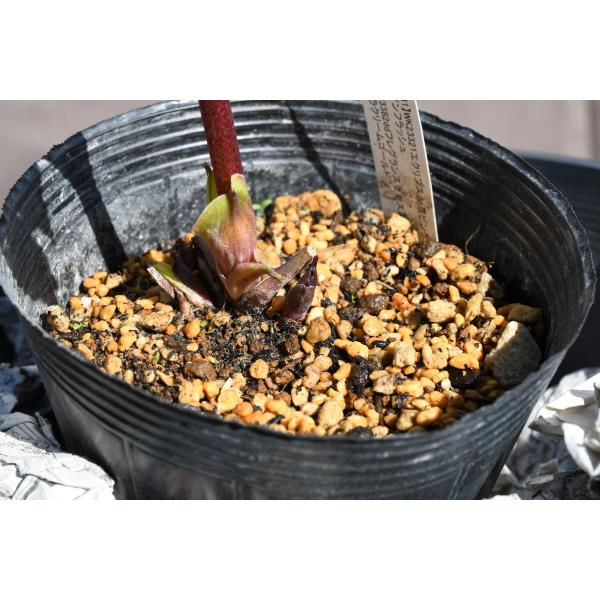 クリスマスローズ開花株 DDプリマヴェーラゴールド 505 現品限り