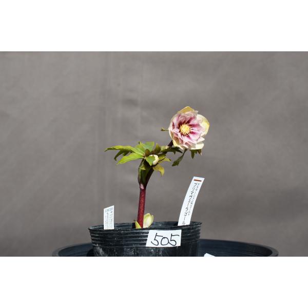 クリスマスローズ開花株 DDプリマヴェーラゴールド 505 現品限り