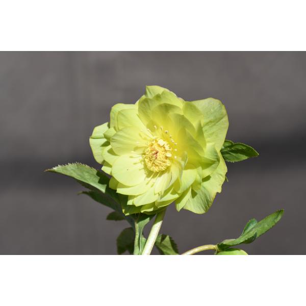 クリスマスローズ開花株 DDメロンゴールド 508 現品限り : 金井園芸