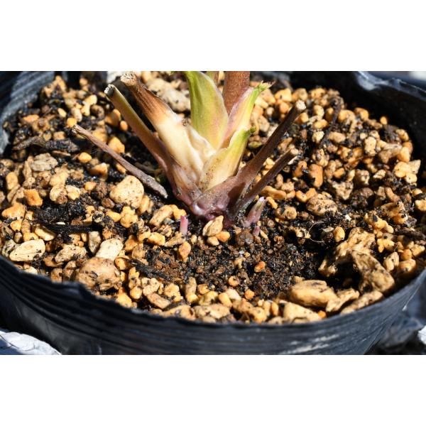 クリスマスローズ開花株 DDメロンゴールド 508 現品限り : 金井園芸