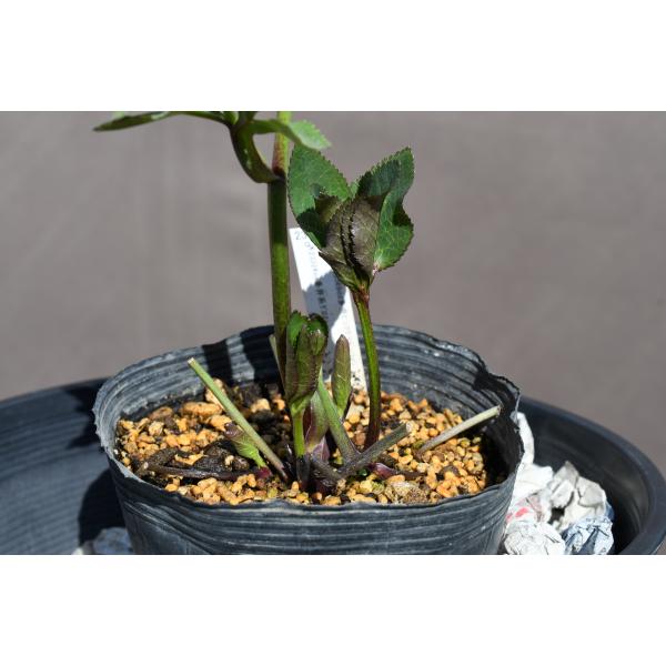 クリスマスローズ開花株 DDアンティークアフロディーテ 510 現品限り