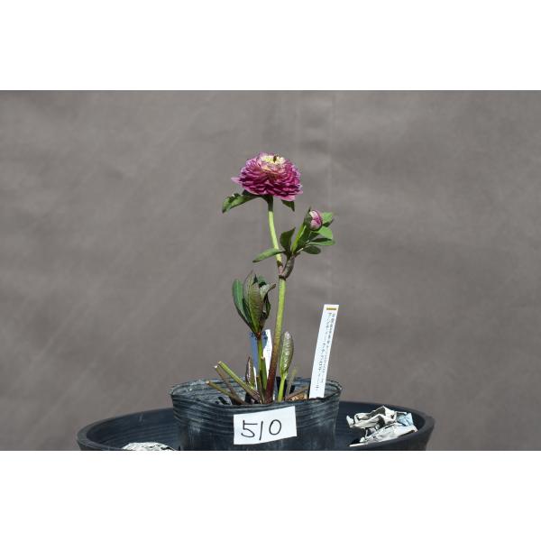 クリスマスローズ開花株 DDアンティークアフロディーテ 510 現品限り