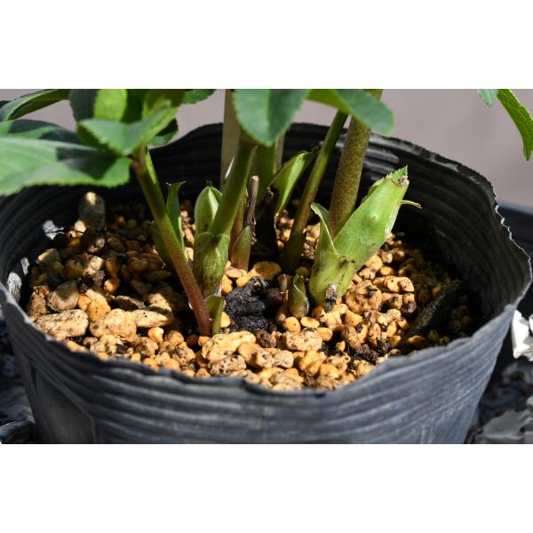 クリスマスローズ開花株 DDリトルアフロディーテ 515 現品限り : 金井