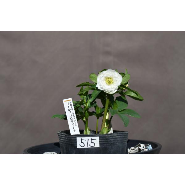 クリスマスローズ開花株 DDリトルアフロディーテ 515 現品限り : 金井