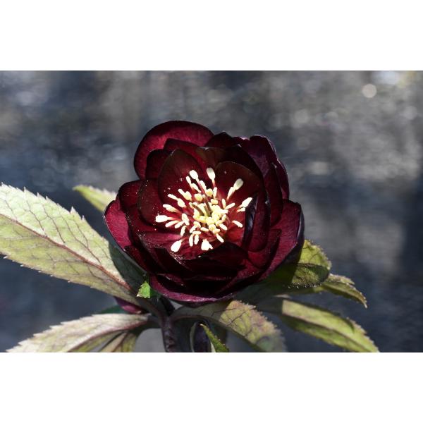 クリスマスローズ開花株 DD赤蕊キラメキ☆ディープレッド 519 現品限り