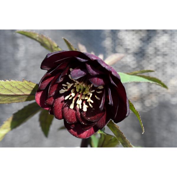 172 クリスマスローズ　開花株 クリスマスローズ開花株 DD赤蕊キラメキ☆ディープレッド 519 現品限り