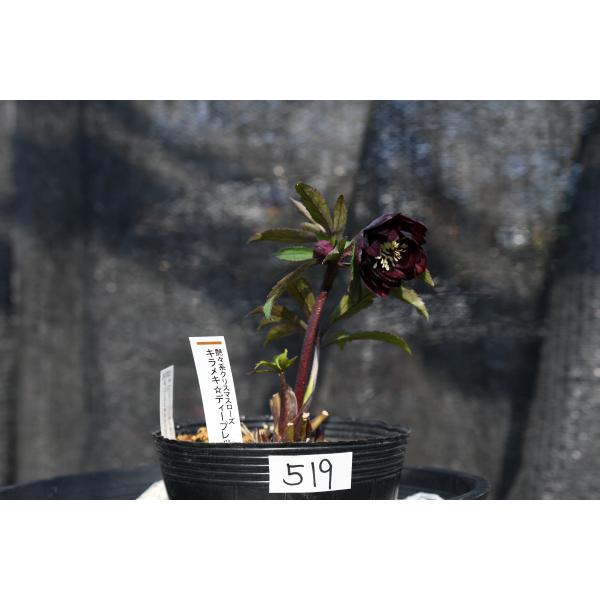 クリスマスローズ開花株 DD赤蕊キラメキ☆ディープレッド 519 現品限り
