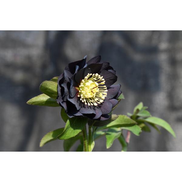 クリスマスローズ開花株 DD美黒姫 520 現品限り : 金井園芸 - 通販