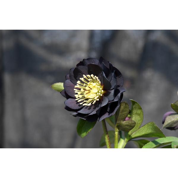 クリスマスローズ開花株 DD美黒姫 520 現品限り : 金井園芸 - 通販