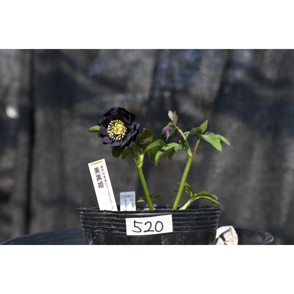 クリスマスローズ開花株 DD美黒姫 520 現品限り : 金井園芸 - 通販
