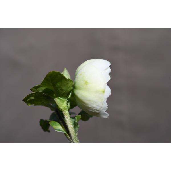 クリスマスローズ開花株 DD多弁咲き毬姫ホワイト 528 現品限り : 金井