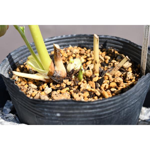 クリスマスローズ　ブロッチdd　新芽いっぱい　蕾付大株 クリスマスローズ開花株 DDゴールドブロッチ 531 現品限り : 金井園芸