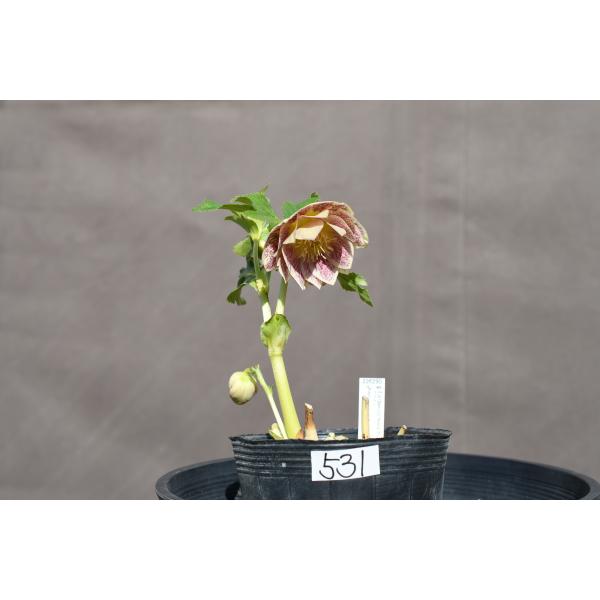 クリスマスローズ開花株 DDゴールドブロッチ 531 現品限り : 金井園芸