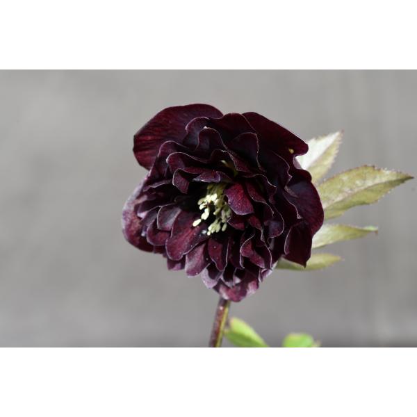 クリスマスローズ開花株 DDグロッシーカラー☆グロスダークローズ 537