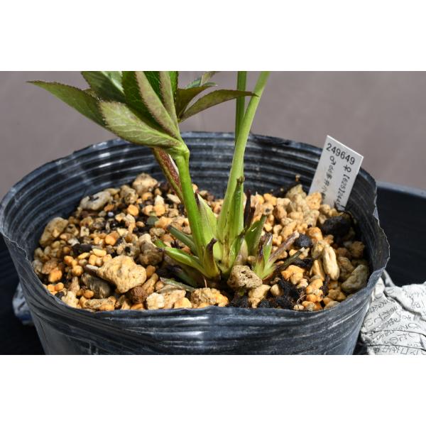 クリスマスローズ開花株 DDグロッシーカラー☆グロスダークローズ 537