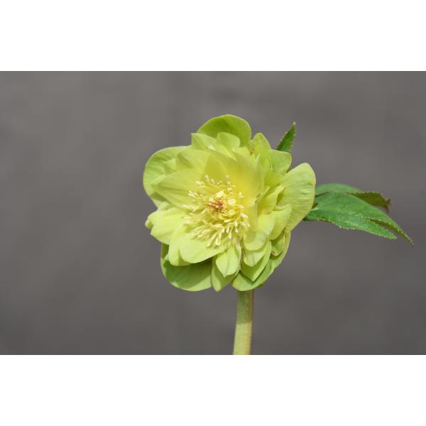 クリスマスローズ開花株 DDメロンゴールド 538 現品限り : 金井園芸