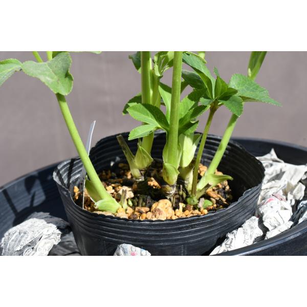 クリスマスローズ開花株 DDリトルアフロディーテ 573 現品限り : 金井