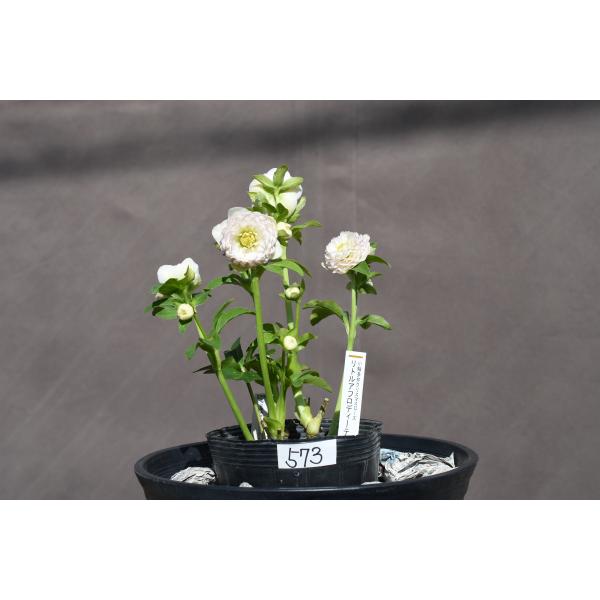 クリスマスローズ開花株 DDリトルアフロディーテ 573 現品限り : 金井