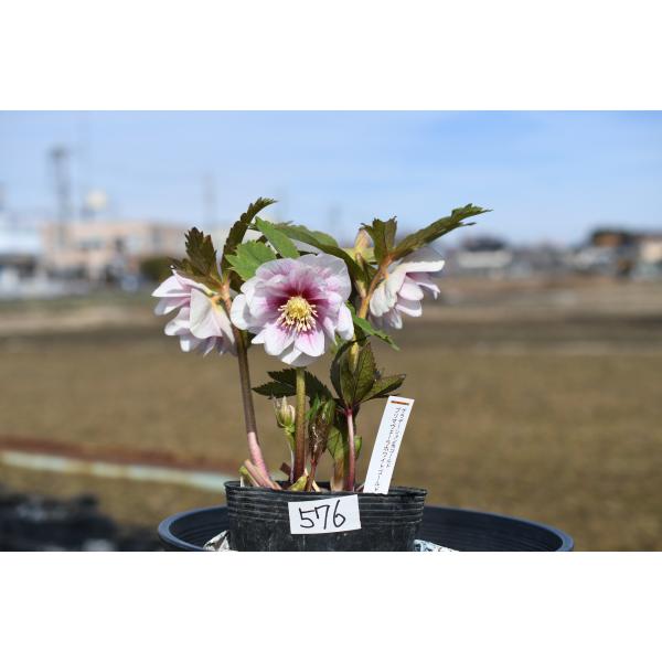 クリスマスローズ開花株 DDプリマヴェーラホワイトゴールド 576 現品