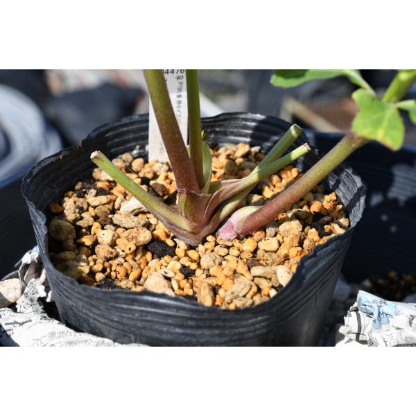 クリスマスローズ開花株 DDホワイトアフロディーテ 579 現品限り